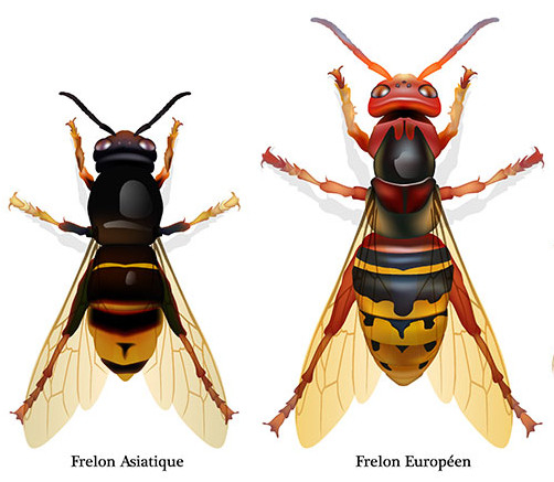 frelons asiatique et européen dessins couleurs 500pix