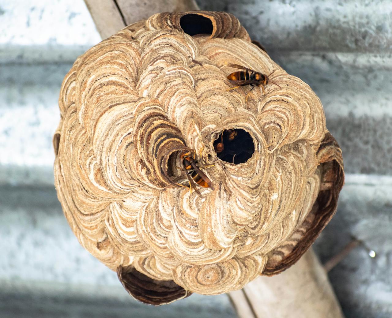 Detailed image of yellow hornet nest with visible insects in an outdoor setting.