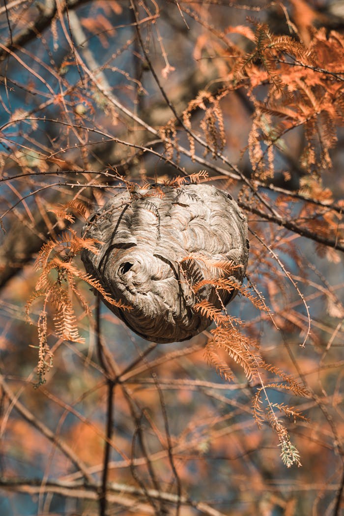 Accueil Close-up of a paper wasp nest on a tree branch with autumn leaves in warm sunlight.