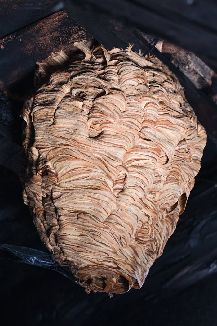 Detailed close-up of a wasp nest emphasizing its intricate textures in a dark setting.