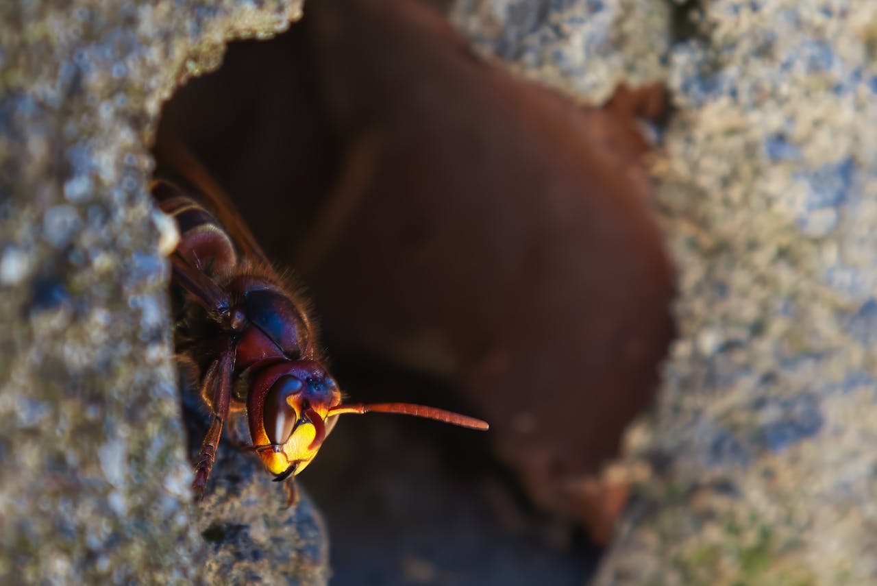 Close-up of a hornet emerging from its nest in a cave-like opening.