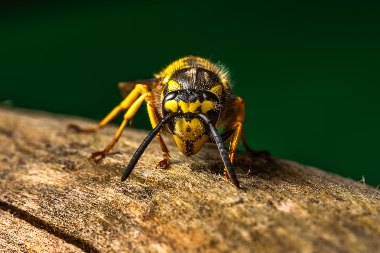 Close-up macro photograph of a European wasp sitting on wood in Valencia, Spain.