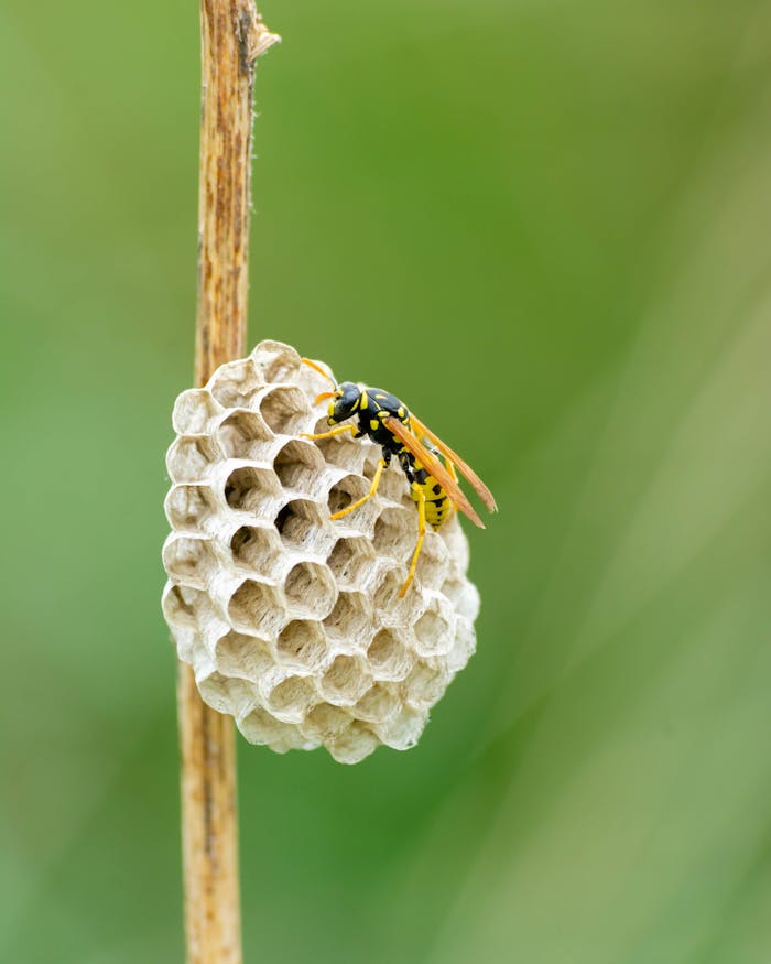 Accueil Detailed macro photo of a wasp on its paper nest in a natural setting, showcasing intricate details.