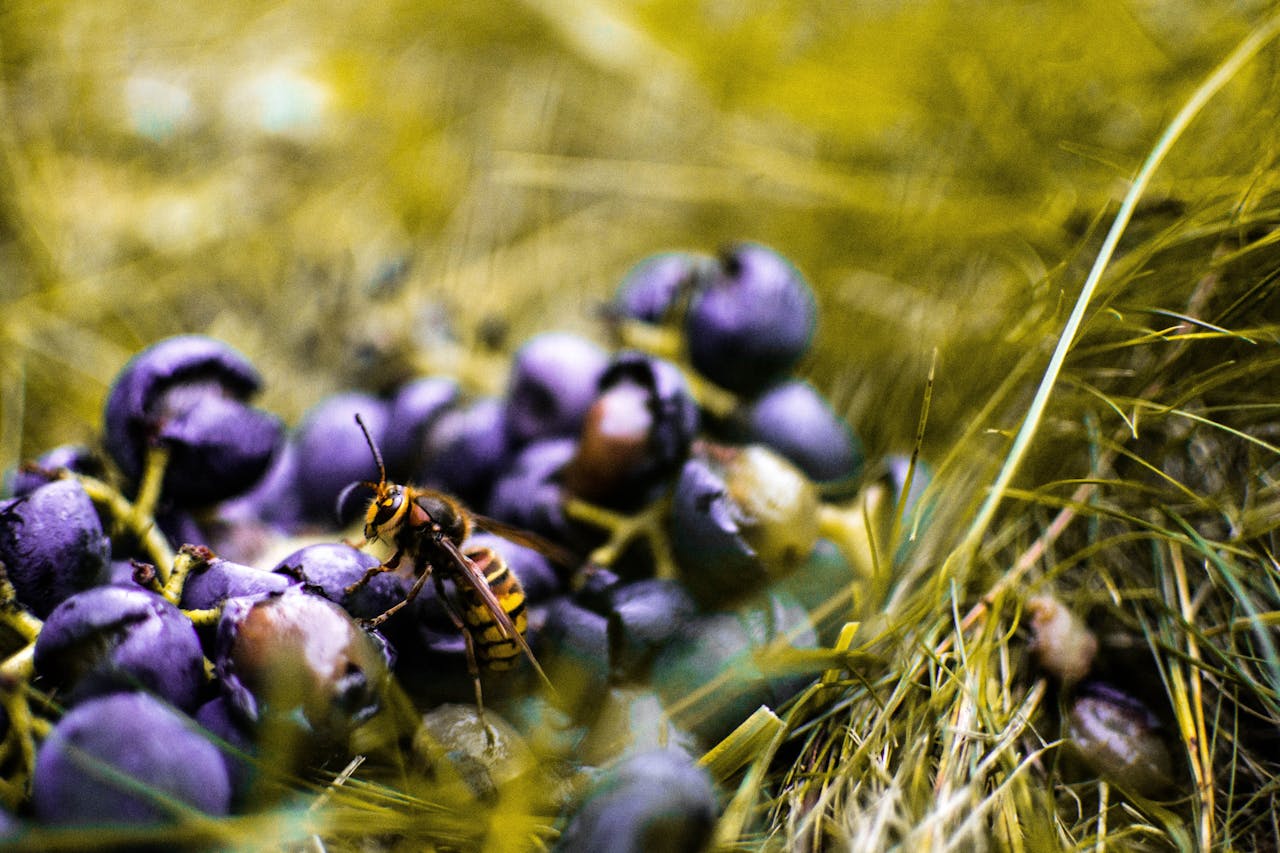 A close-up of a hornet perched on purple berries in a grassy outdoor setting, showcasing nature's vibrant colors.