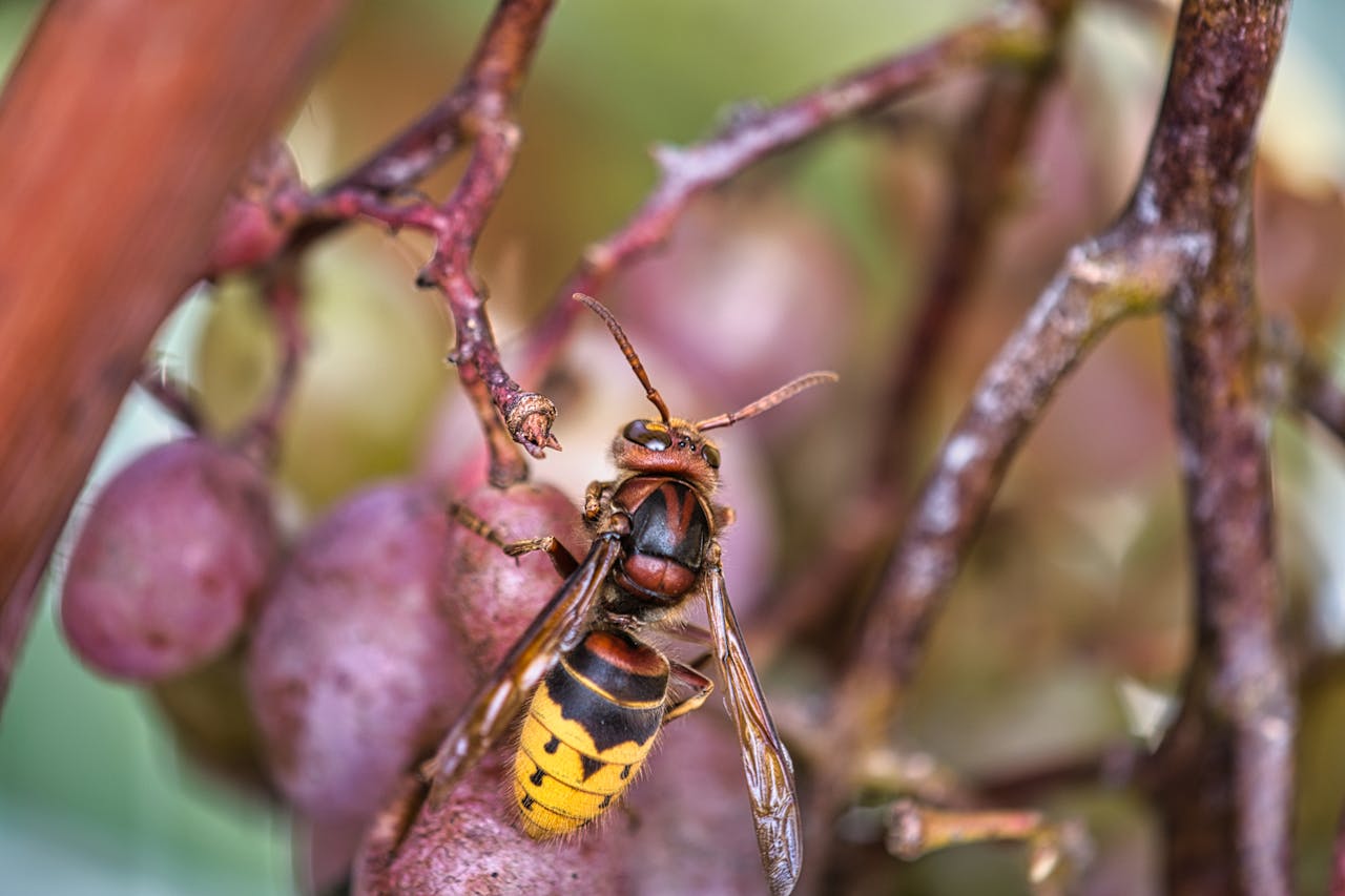 Detailed image of a hornet perched on a ripe grapevine. Nature in focus.